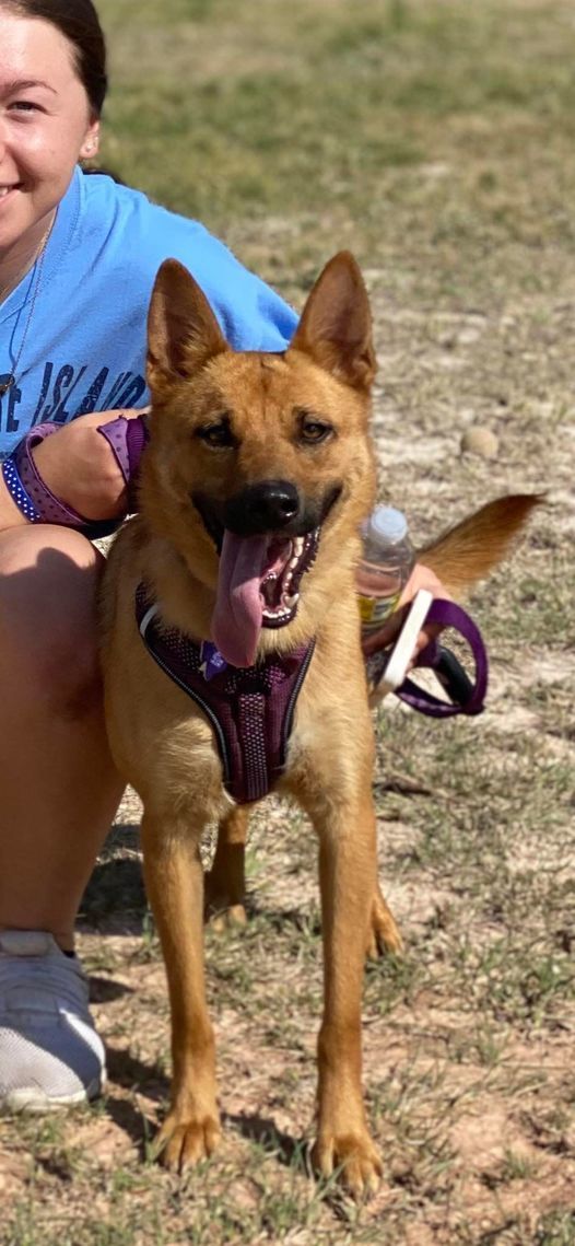 Meg, an adoptable Belgian Shepherd / Malinois, German Shepherd Dog in San Angelo , TX, 76904 | Photo Image 4