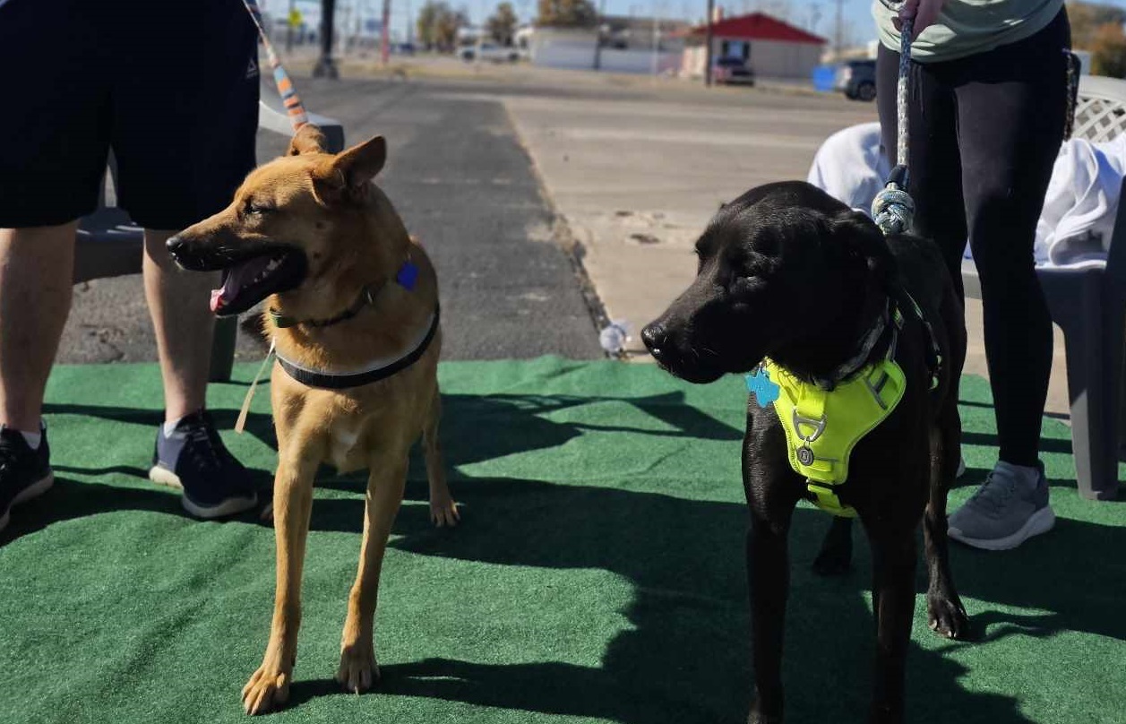 Meg, an adoptable Belgian Shepherd / Malinois, German Shepherd Dog in San Angelo , TX, 76904 | Photo Image 5