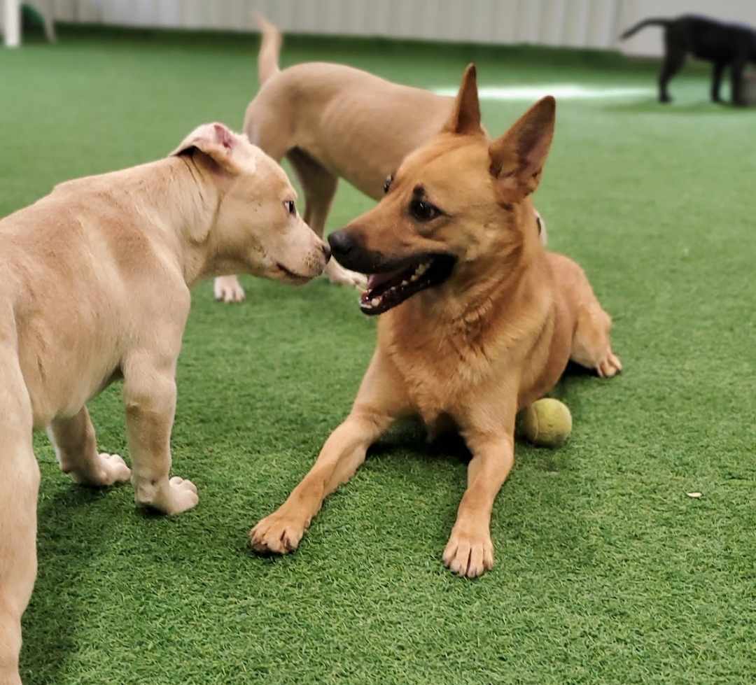 Meg, an adoptable Belgian Shepherd / Malinois, German Shepherd Dog in San Angelo , TX, 76904 | Photo Image 6