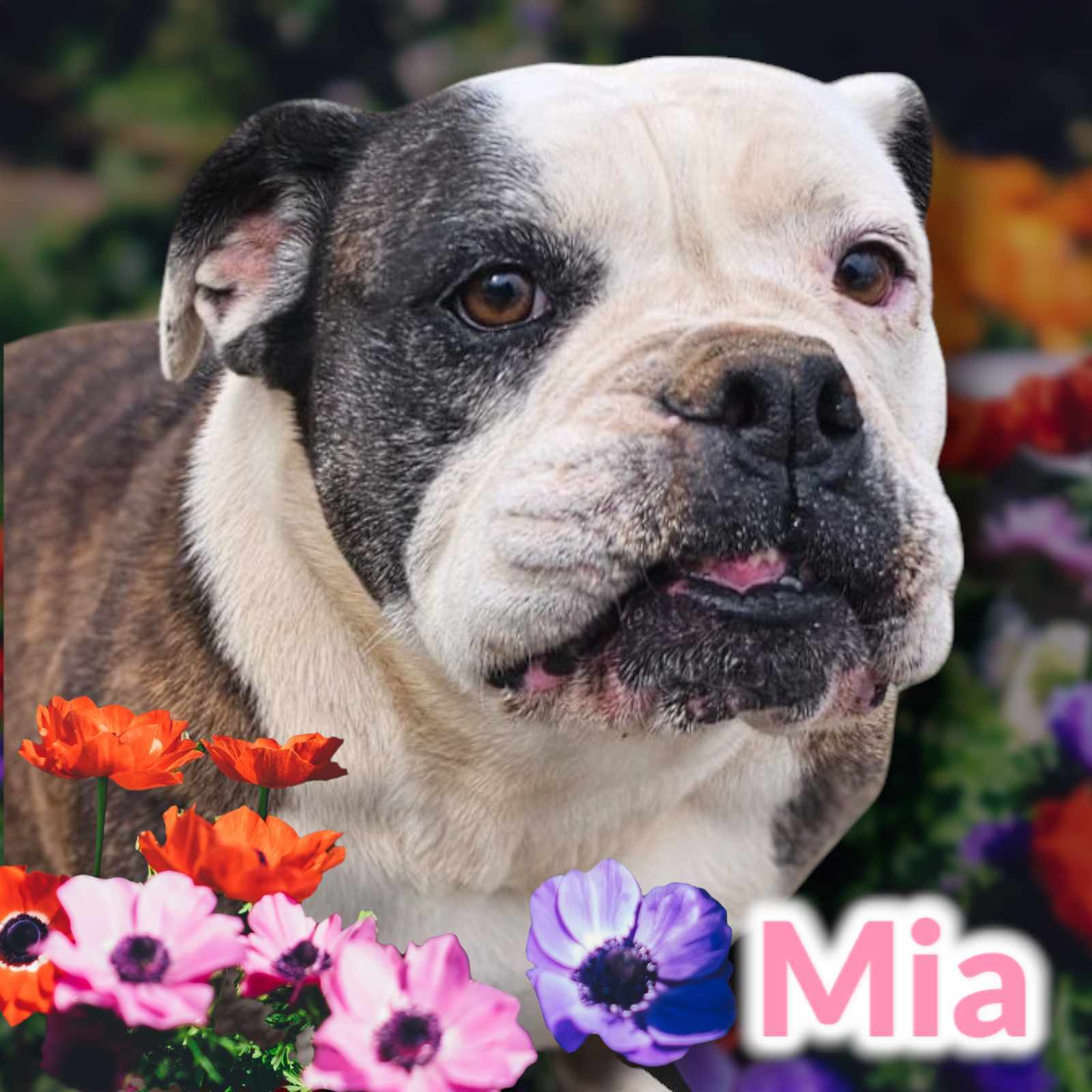 Mia, an adoptable English Bulldog in San Angelo , TX, 76904 | Photo Image 1