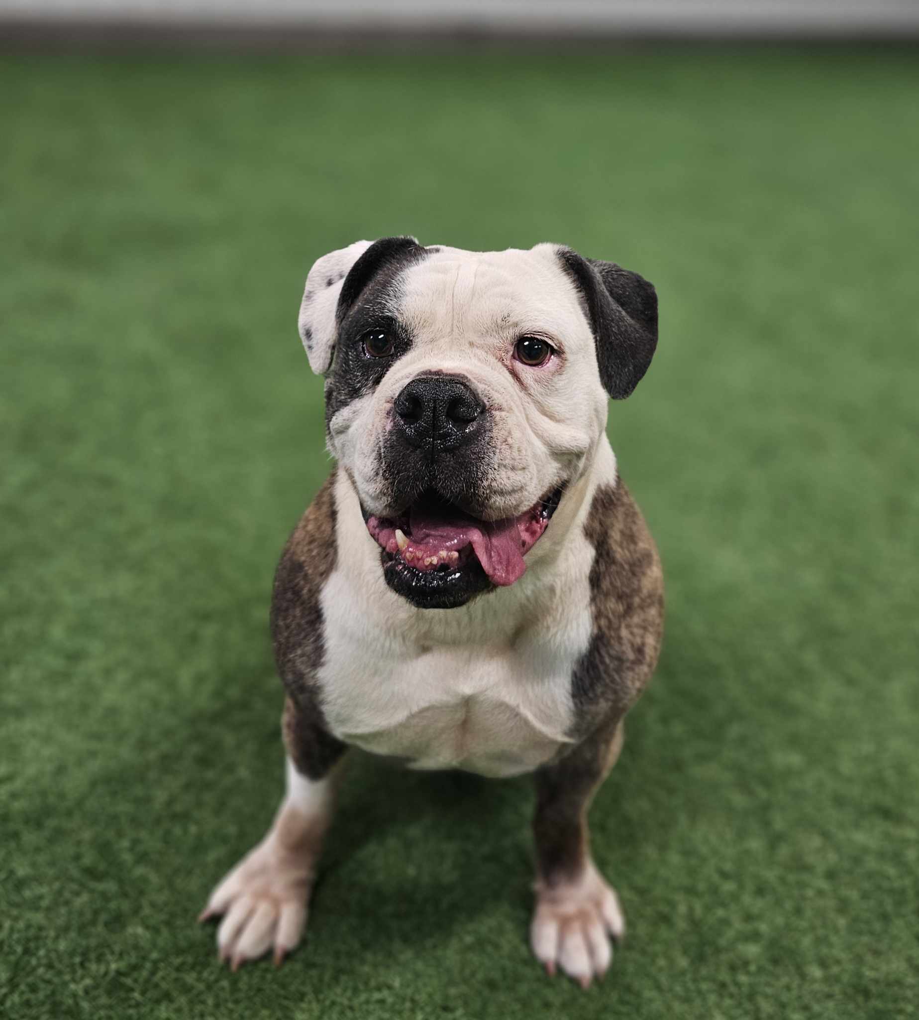 Mia, an adoptable English Bulldog in San Angelo , TX, 76904 | Photo Image 2