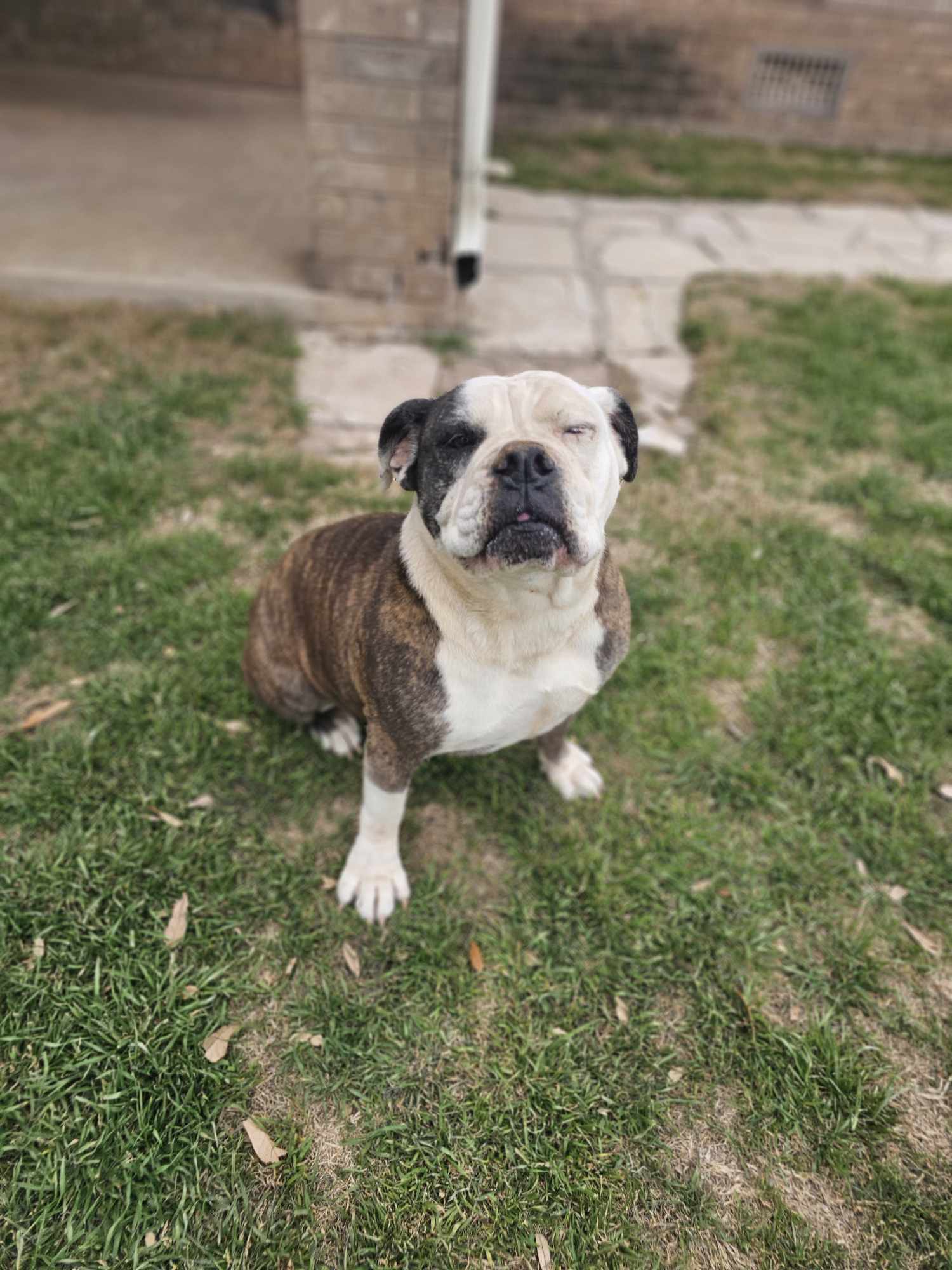 Mia, an adoptable English Bulldog in San Angelo , TX, 76904 | Photo Image 3