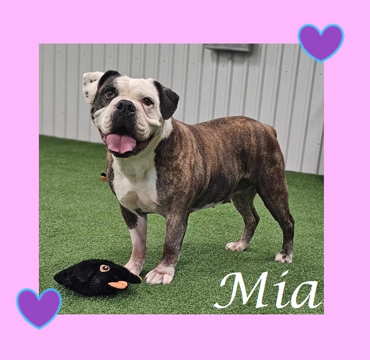 Mia, an adoptable English Bulldog in San Angelo , TX, 76904 | Photo Image 4
