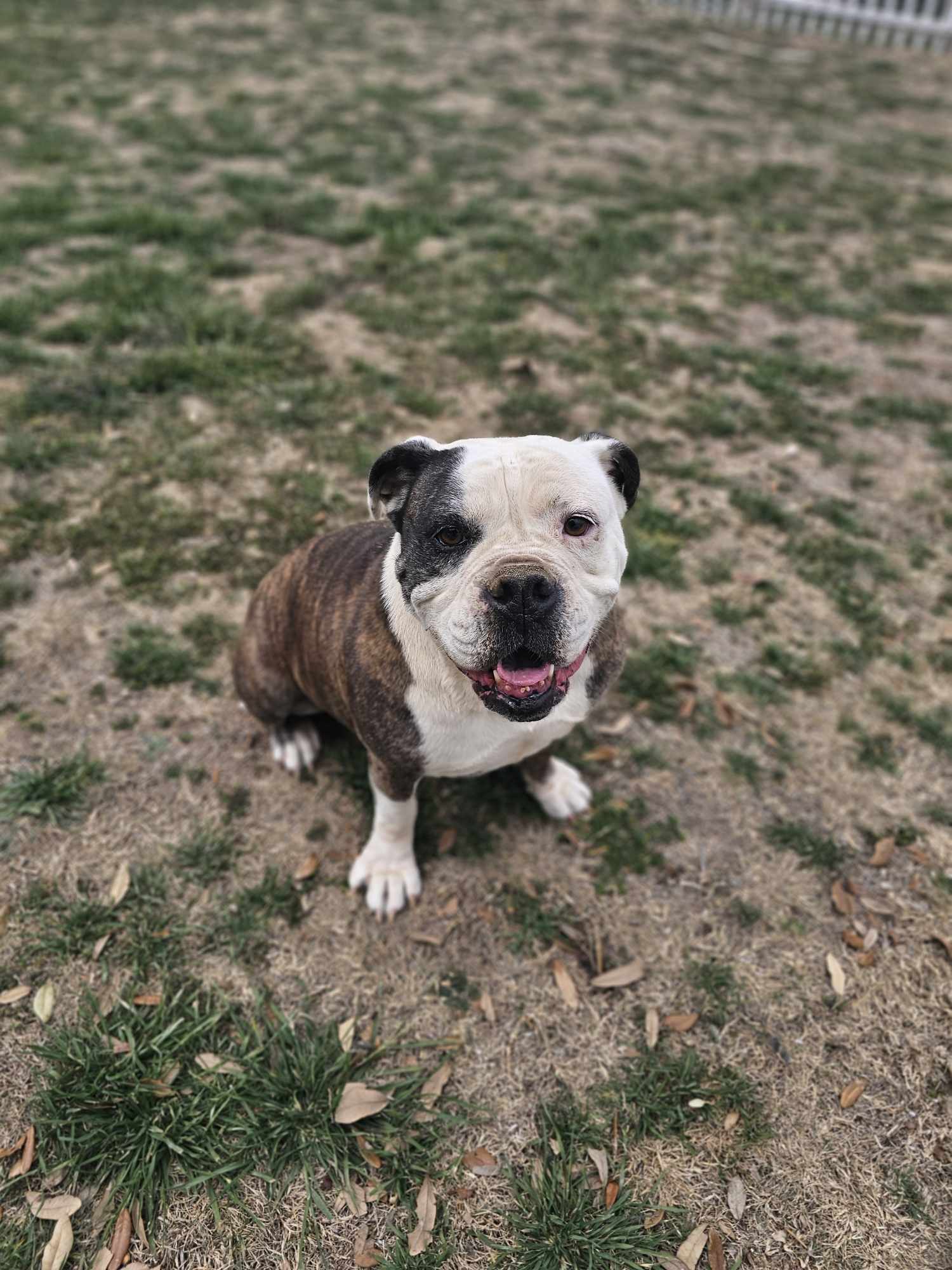 Mia, an adoptable English Bulldog in San Angelo , TX, 76904 | Photo Image 5