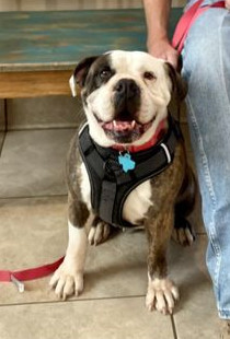Mia, an adoptable English Bulldog in San Angelo , TX, 76904 | Photo Image 6