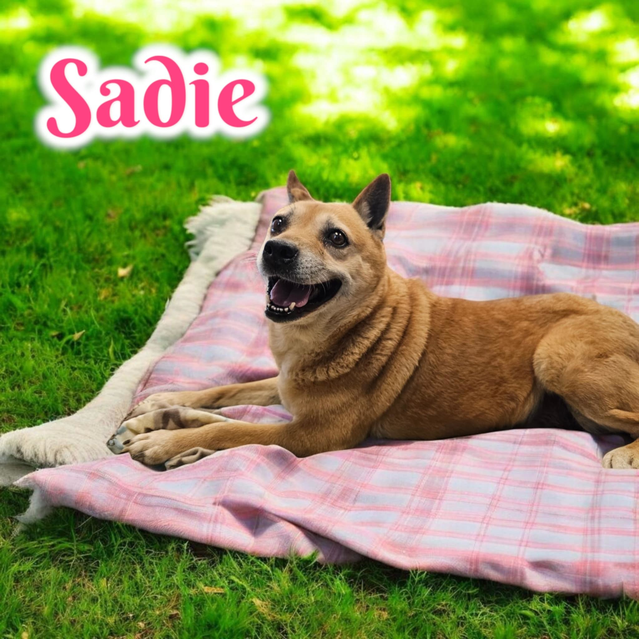 Sadie, an adoptable Shiba Inu, Australian Cattle Dog / Blue Heeler in San Angelo , TX, 76904 | Photo Image 1