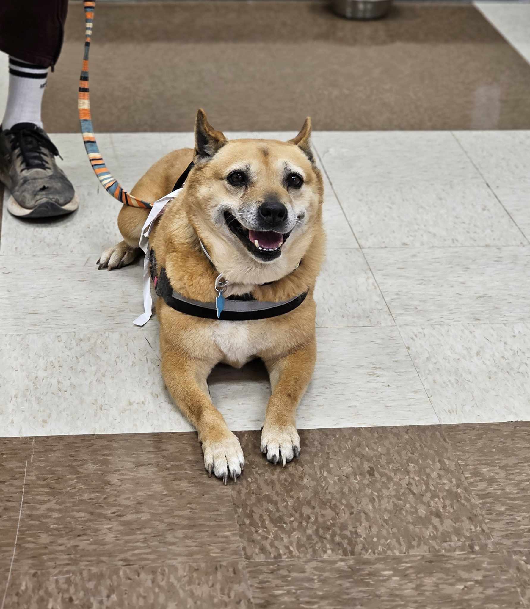 Sadie, an adoptable Shiba Inu, Australian Cattle Dog / Blue Heeler in San Angelo , TX, 76904 | Photo Image 2
