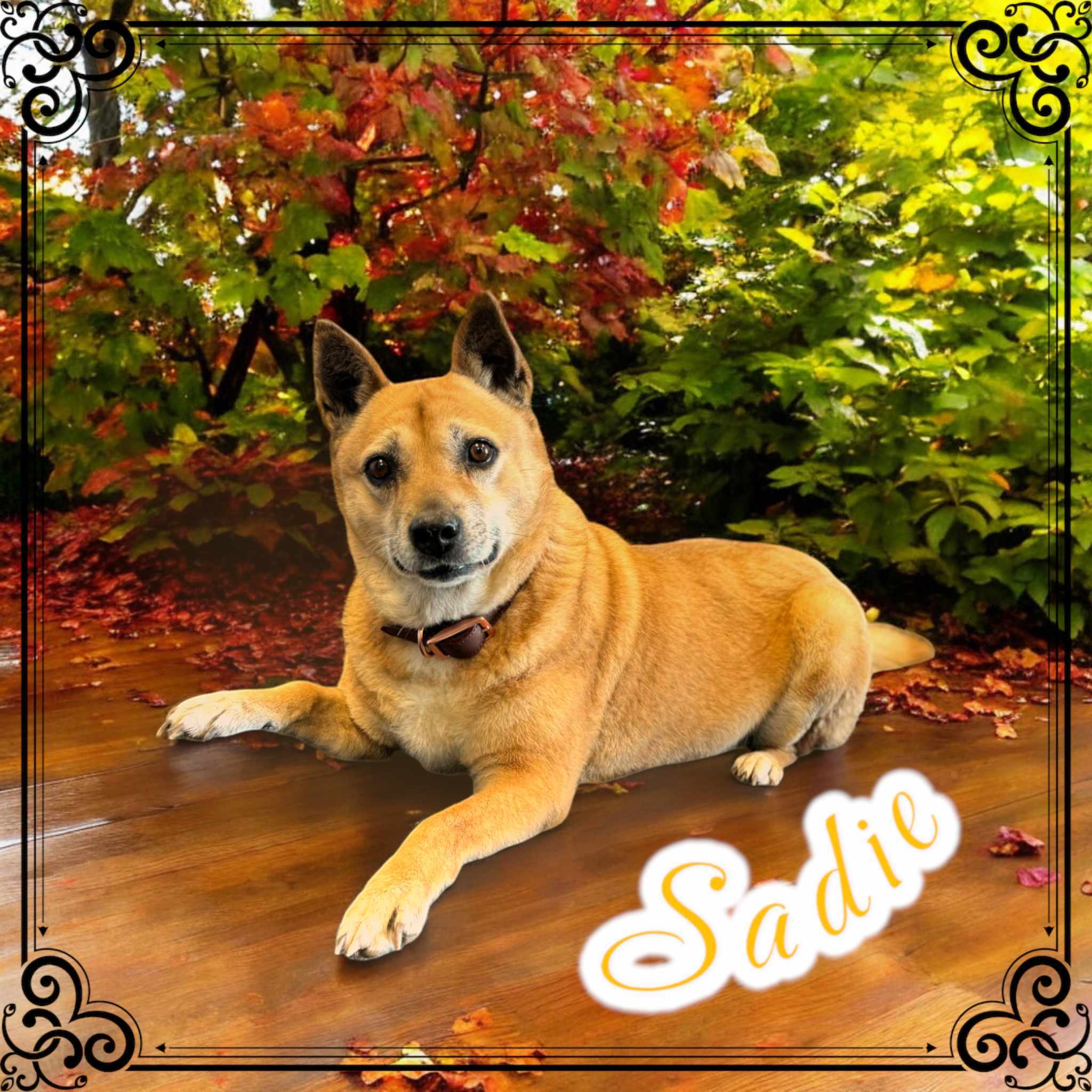 Sadie, an adoptable Shiba Inu, Australian Cattle Dog / Blue Heeler in San Angelo , TX, 76904 | Photo Image 3