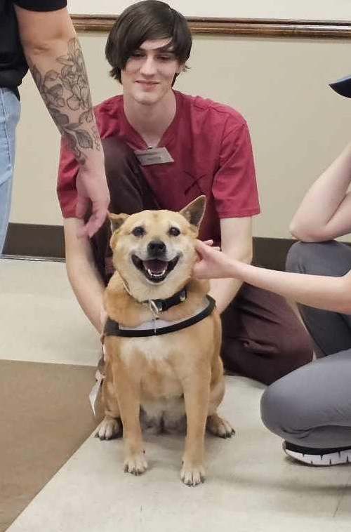 Sadie, an adoptable Shiba Inu, Australian Cattle Dog / Blue Heeler in San Angelo , TX, 76904 | Photo Image 4