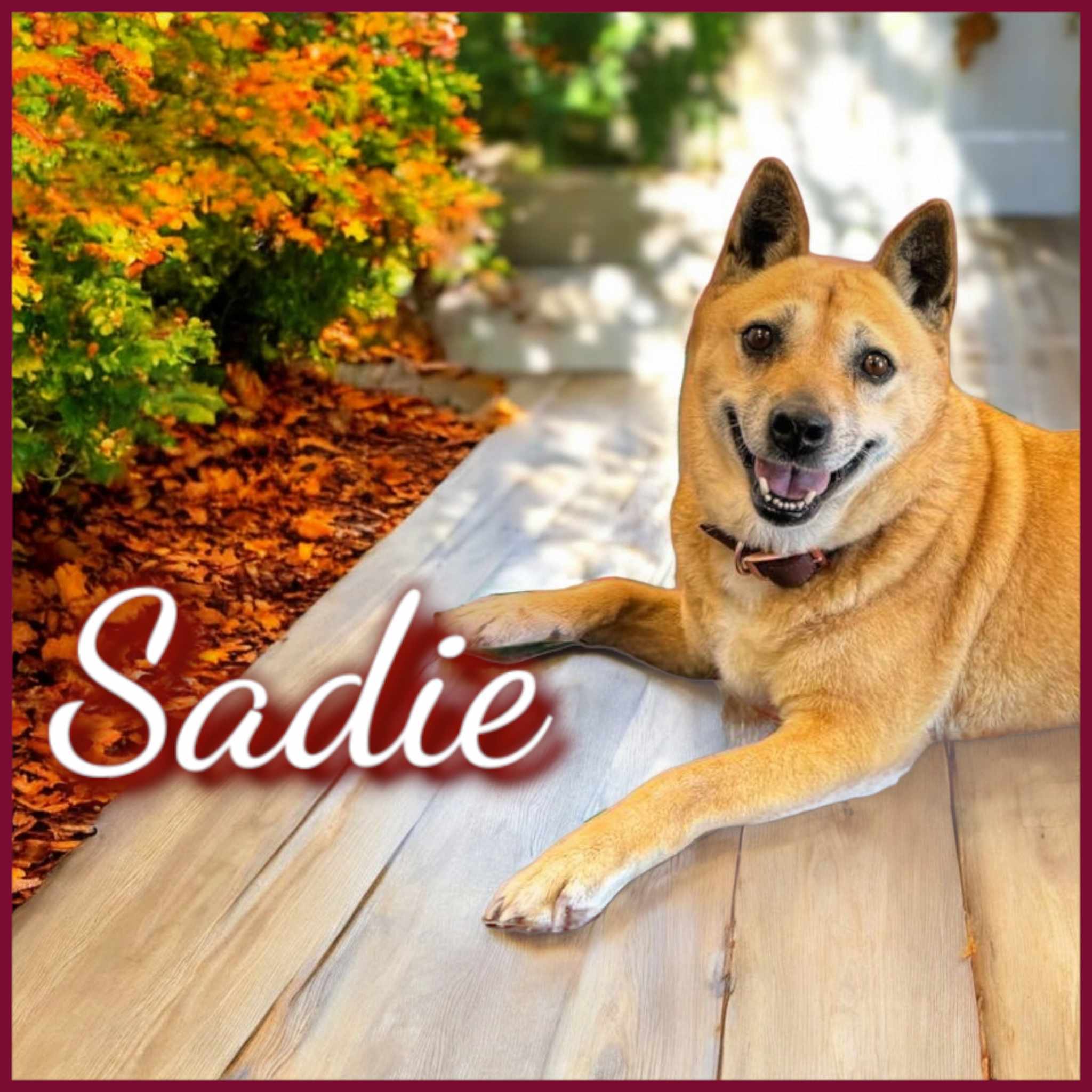 Sadie, an adoptable Shiba Inu, Australian Cattle Dog / Blue Heeler in San Angelo , TX, 76904 | Photo Image 4