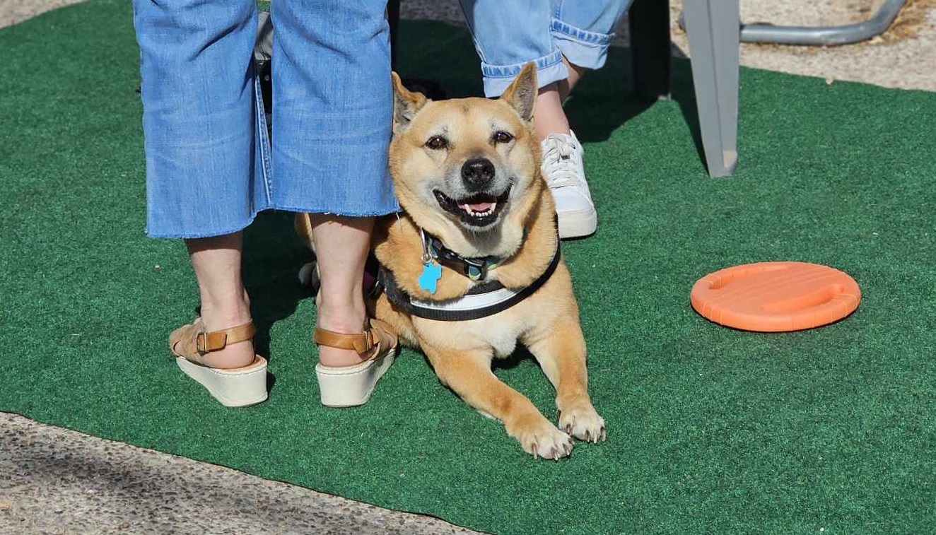 Sadie, an adoptable Shiba Inu, Australian Cattle Dog / Blue Heeler in San Angelo , TX, 76904 | Photo Image 5