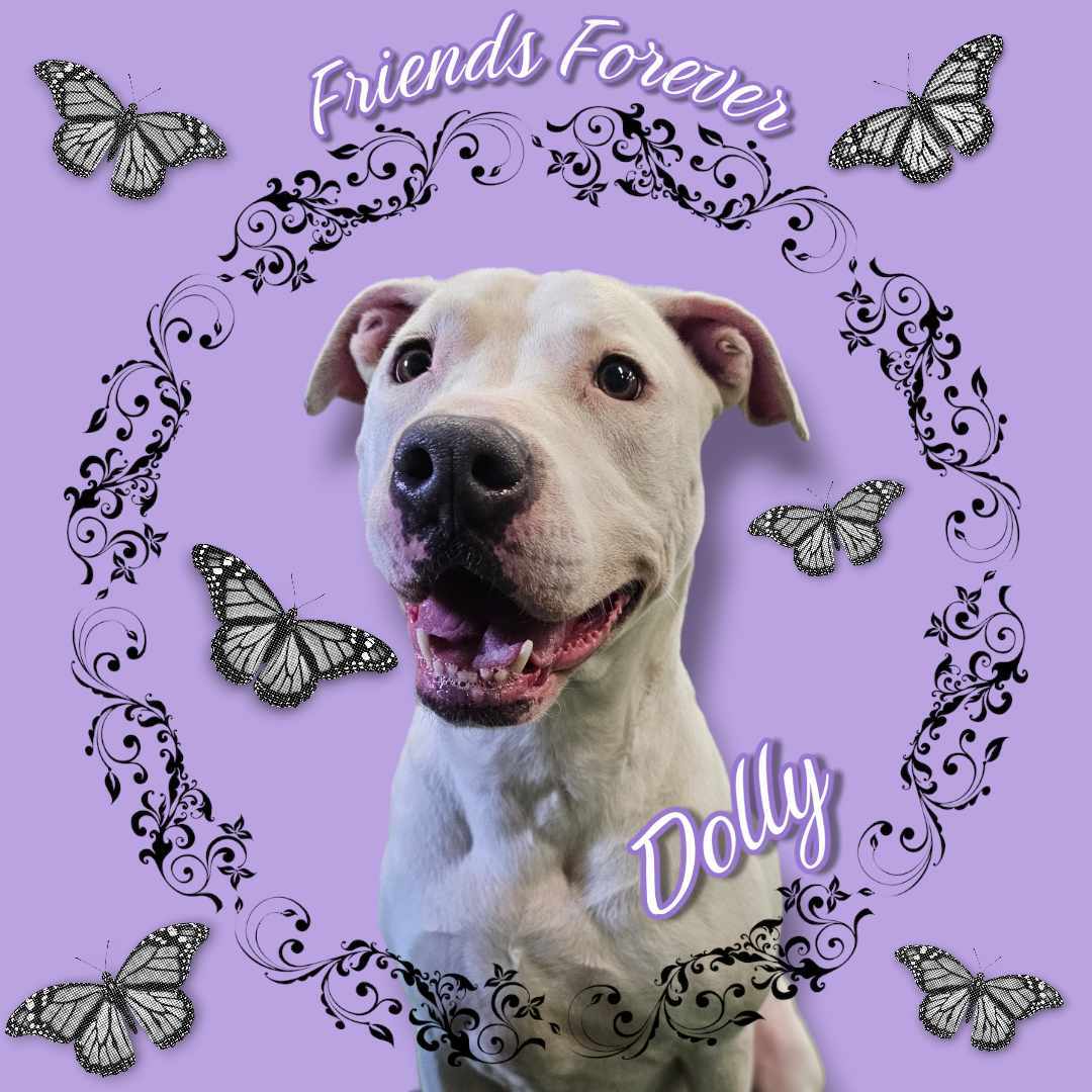 Dolly, an adoptable Pit Bull Terrier, Labrador Retriever in San Angelo , TX, 76904 | Photo Image 1