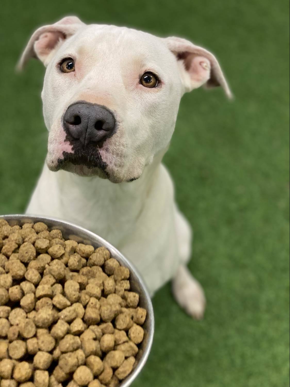 Dolly, an adoptable Pit Bull Terrier, Labrador Retriever in San Angelo , TX, 76904 | Photo Image 2