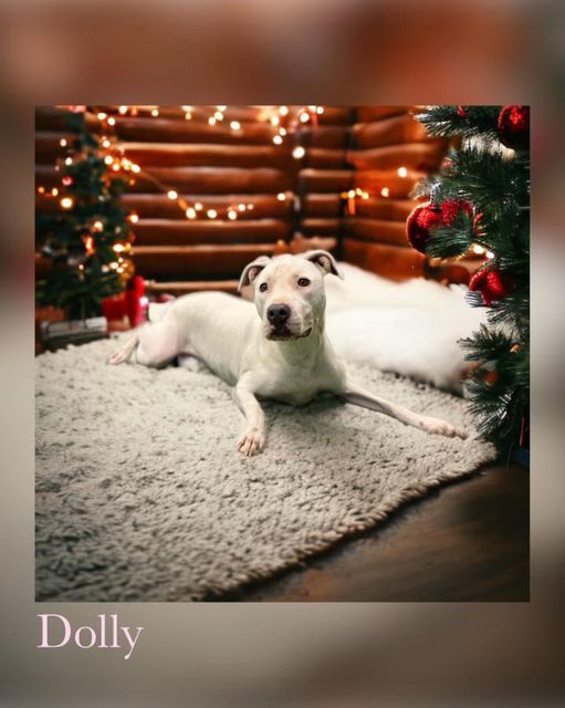 Dolly, an adoptable Pit Bull Terrier, Labrador Retriever in San Angelo , TX, 76904 | Photo Image 3
