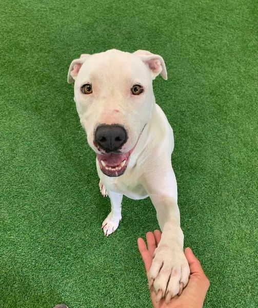 Dolly, an adoptable Pit Bull Terrier, Labrador Retriever in San Angelo , TX, 76904 | Photo Image 4