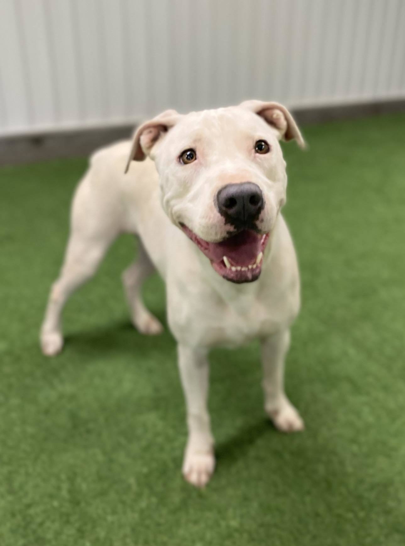 Dolly, an adoptable Pit Bull Terrier, Labrador Retriever in San Angelo , TX, 76904 | Photo Image 5