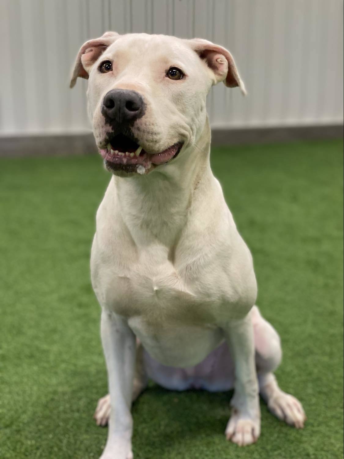 Dolly, an adoptable Pit Bull Terrier, Labrador Retriever in San Angelo , TX, 76904 | Photo Image 6