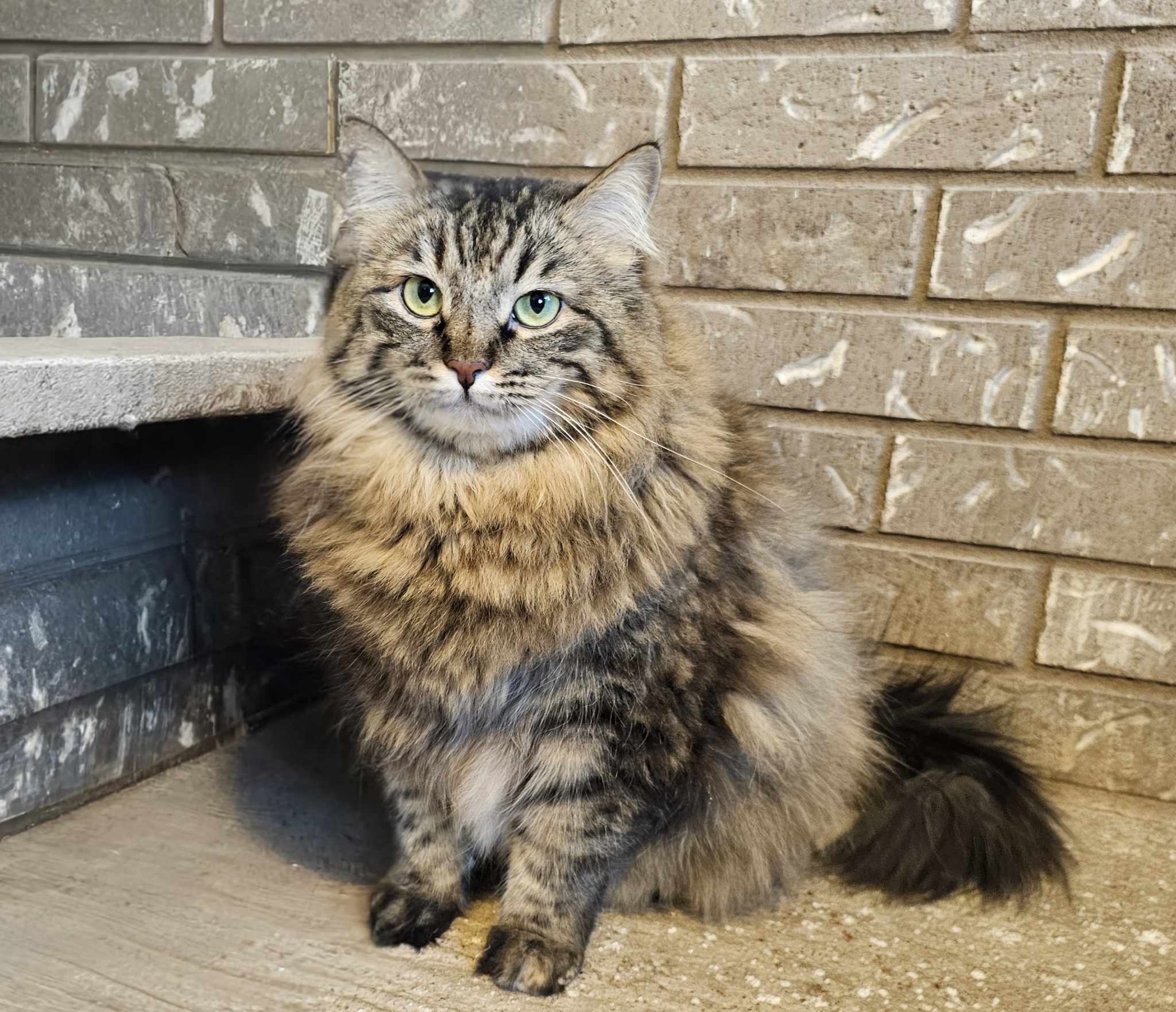 Twiggy, an adoptable Domestic Medium Hair in San Angelo , TX, 76904 | Photo Image 1