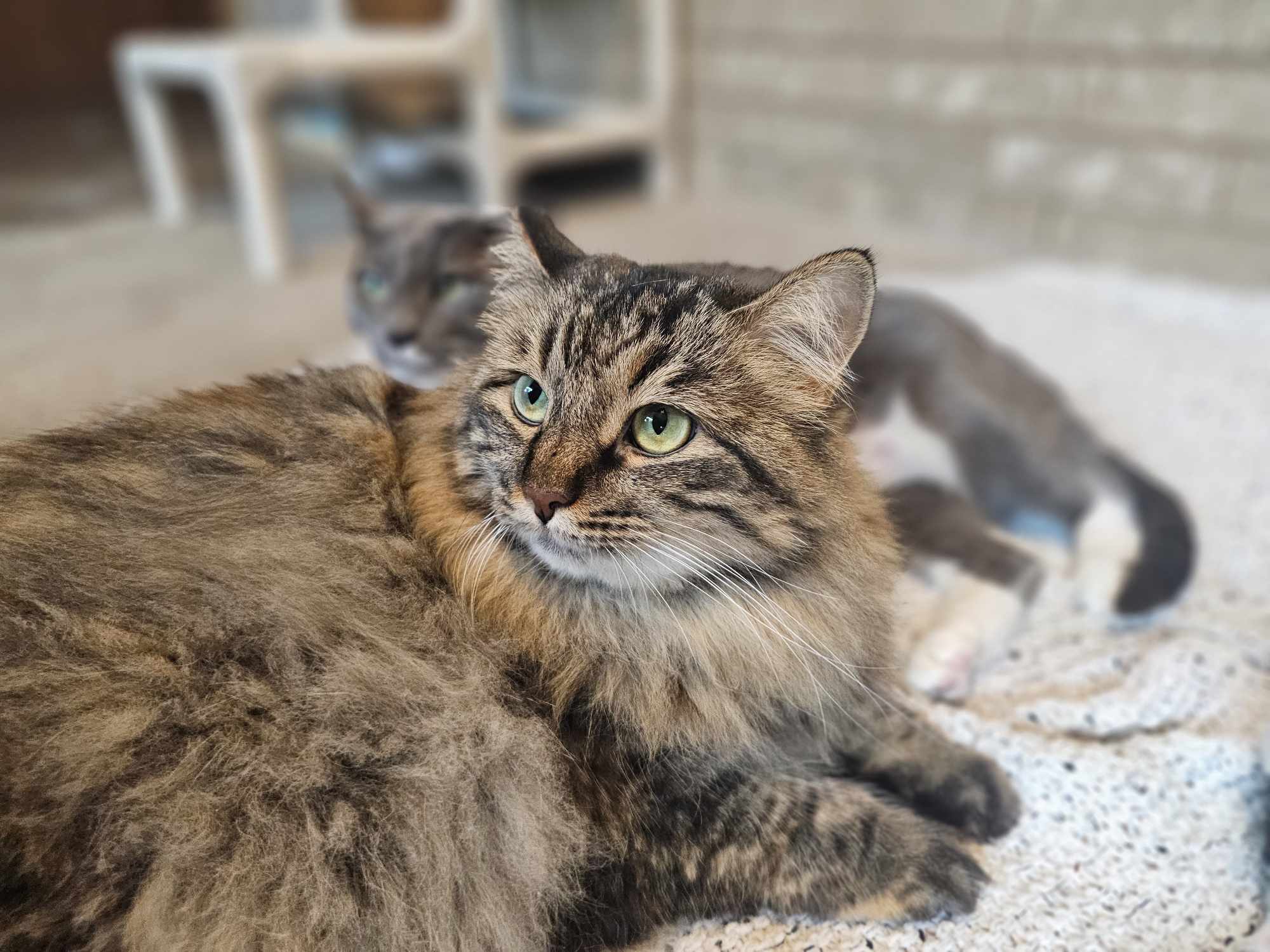 Twiggy, an adoptable Domestic Medium Hair in San Angelo , TX, 76904 | Photo Image 3