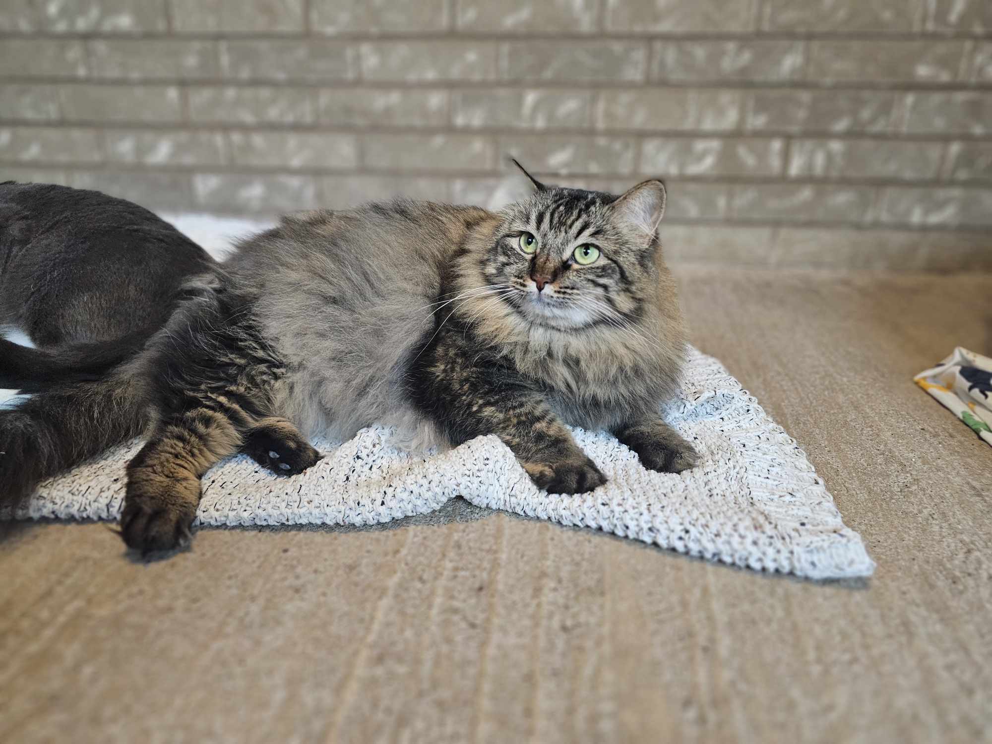 Twiggy, an adoptable Domestic Medium Hair in San Angelo , TX, 76904 | Photo Image 4