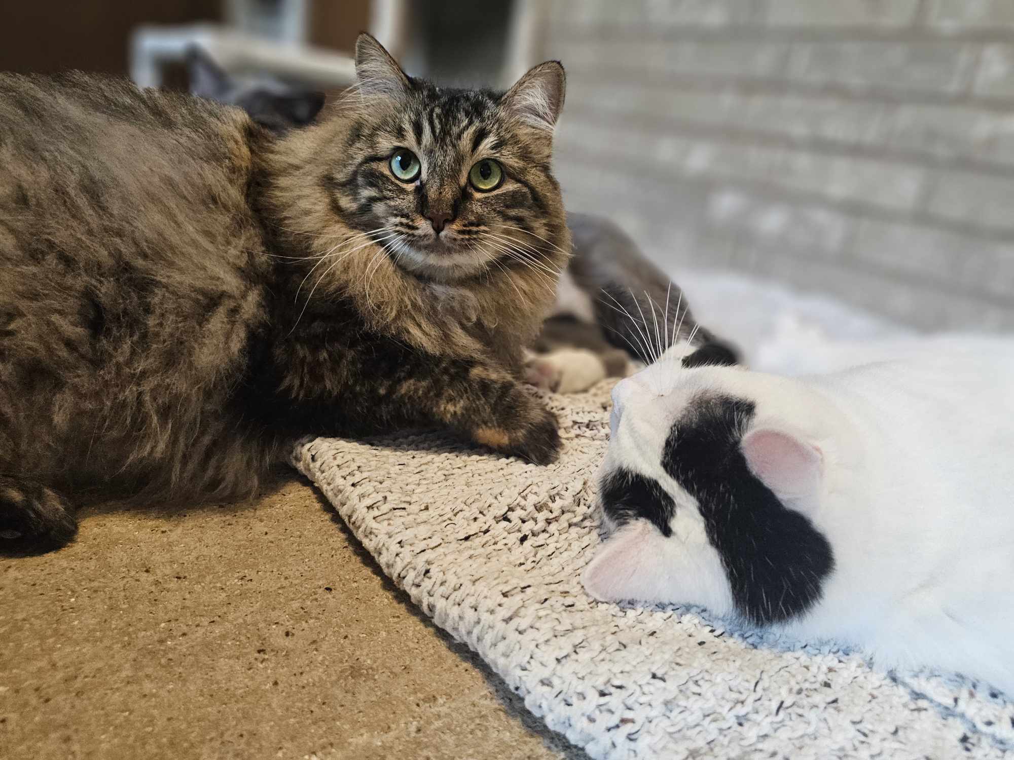 Twiggy, an adoptable Domestic Medium Hair in San Angelo , TX, 76904 | Photo Image 5