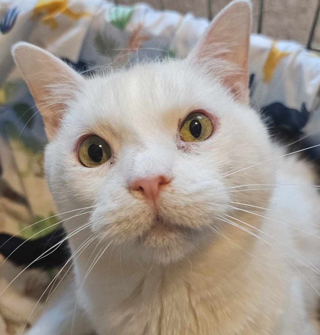 Ivar, an adoptable Domestic Short Hair in San Angelo , TX, 76904 | Photo Image 2