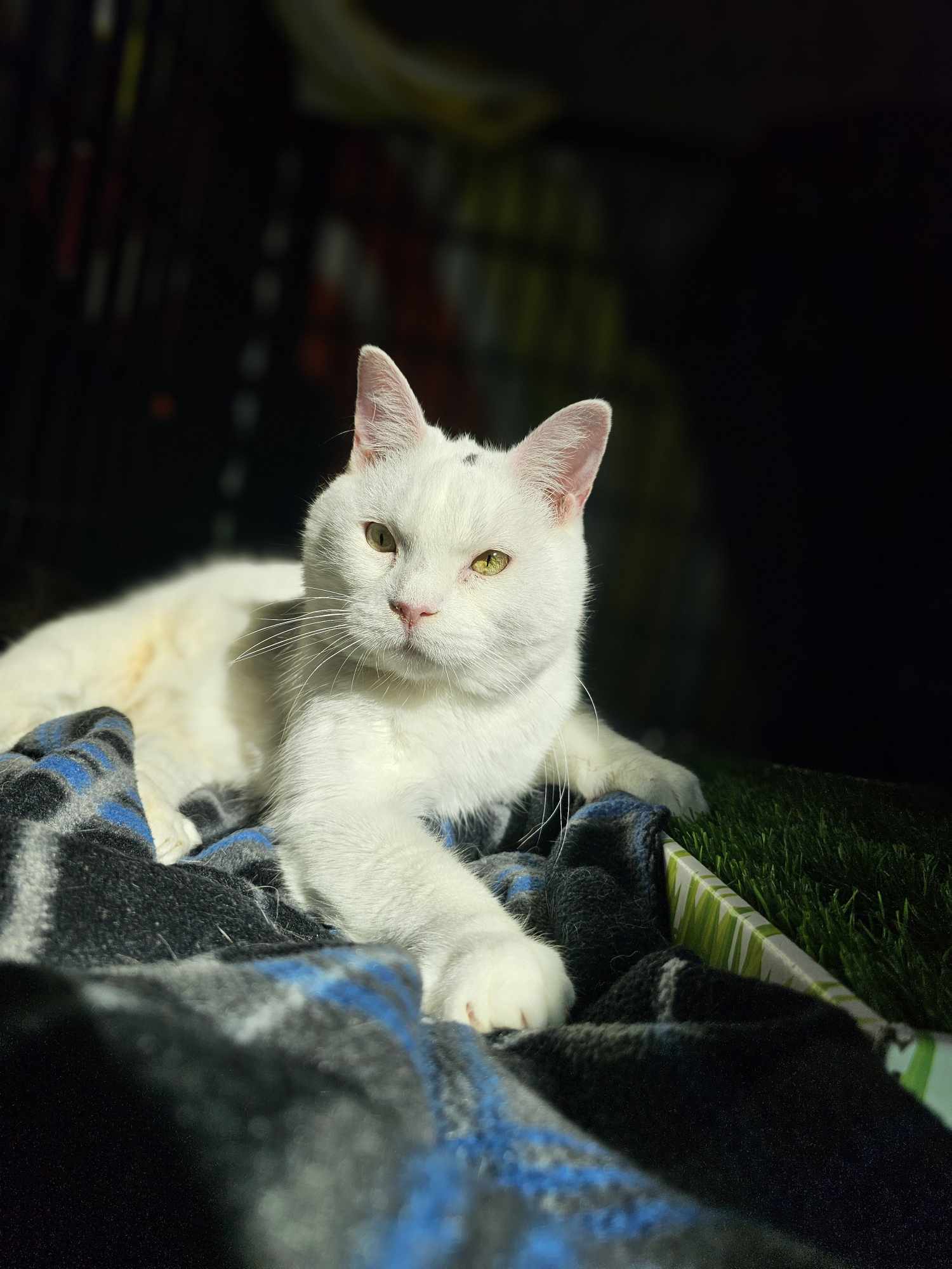 Ivar, an adoptable Domestic Short Hair in San Angelo , TX, 76904 | Photo Image 3