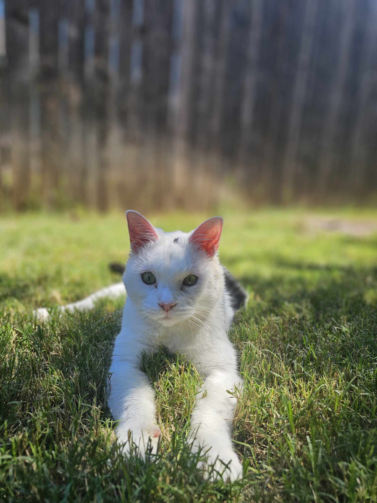 Ivar, an adoptable Domestic Short Hair in San Angelo , TX, 76904 | Photo Image 4