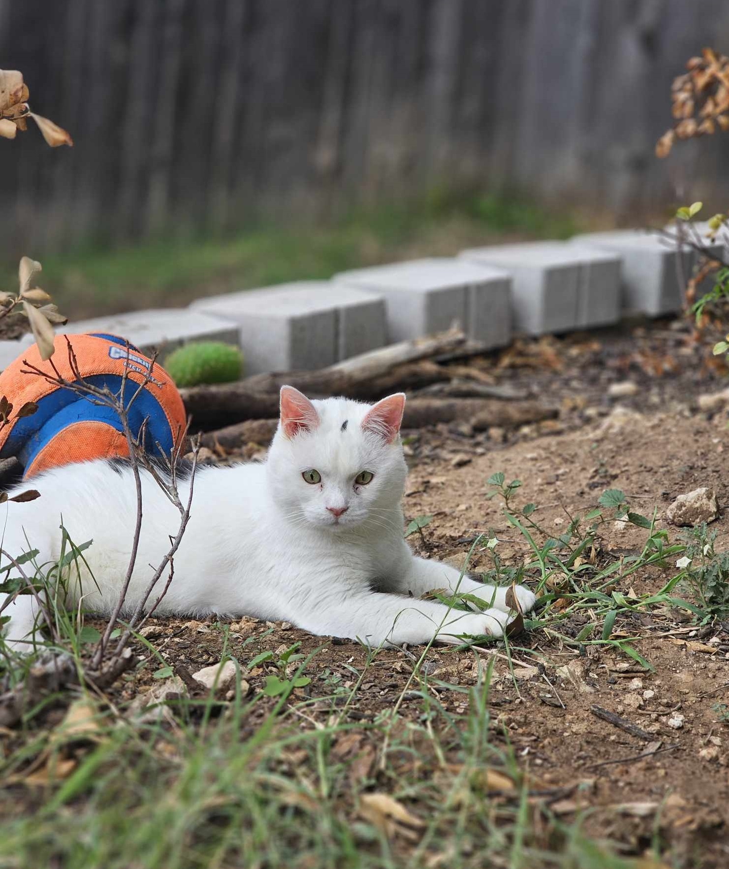 Ivar, an adoptable Domestic Short Hair in San Angelo , TX, 76904 | Photo Image 5