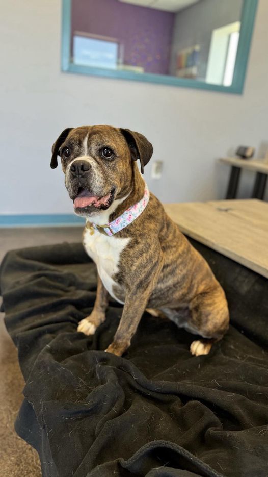 Brinley, an adoptable Boxer in San Angelo , TX, 76904 | Photo Image 1