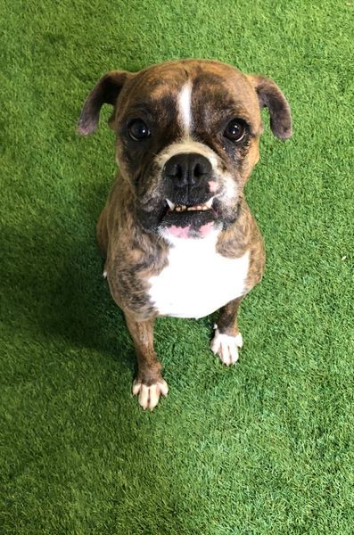 Brinley, an adoptable Boxer in San Angelo , TX, 76904 | Photo Image 2