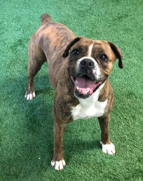 Brinley, an adoptable Boxer in San Angelo , TX, 76904 | Photo Image 3