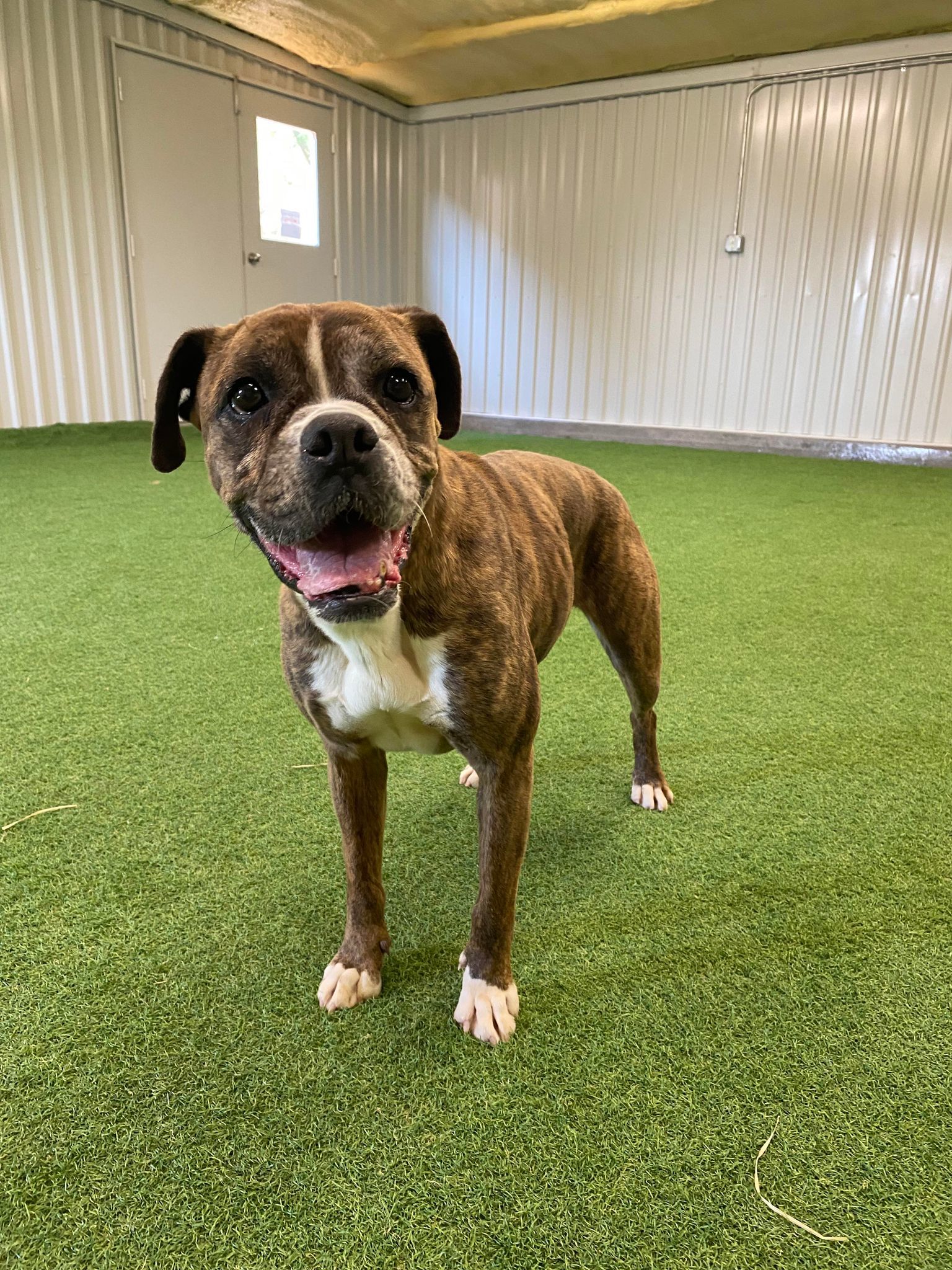 Brinley, an adoptable Boxer in San Angelo , TX, 76904 | Photo Image 4