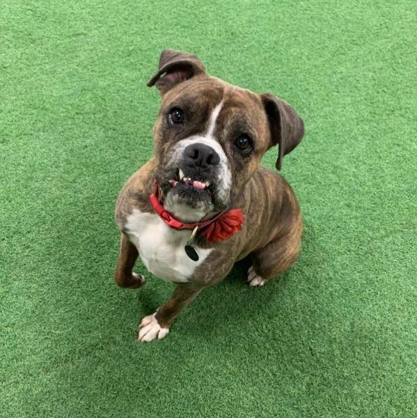 Brinley, an adoptable Boxer in San Angelo , TX, 76904 | Photo Image 6