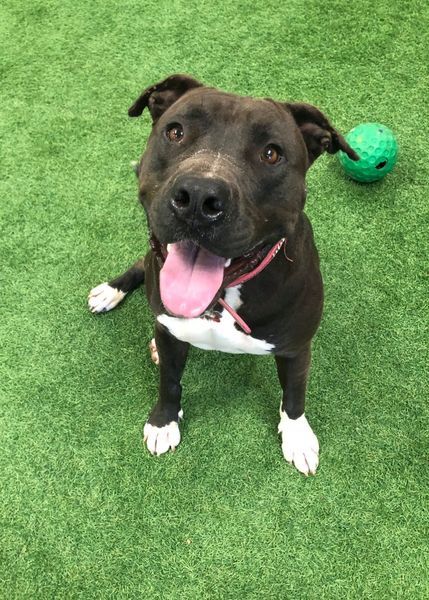 Sweetie, an adoptable Pit Bull Terrier, American Staffordshire Terrier in San Angelo , TX, 76904 | Photo Image 1