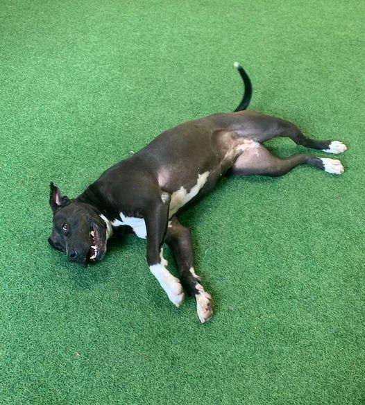 Sweetie, an adoptable Pit Bull Terrier, American Staffordshire Terrier in San Angelo , TX, 76904 | Photo Image 2