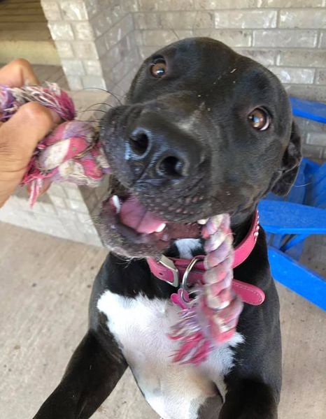 Sweetie, an adoptable Pit Bull Terrier, American Staffordshire Terrier in San Angelo , TX, 76904 | Photo Image 3