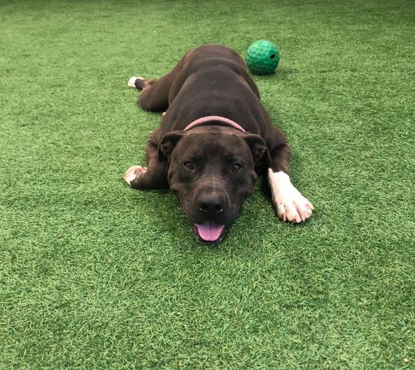 Sweetie, an adoptable Pit Bull Terrier, American Staffordshire Terrier in San Angelo , TX, 76904 | Photo Image 4