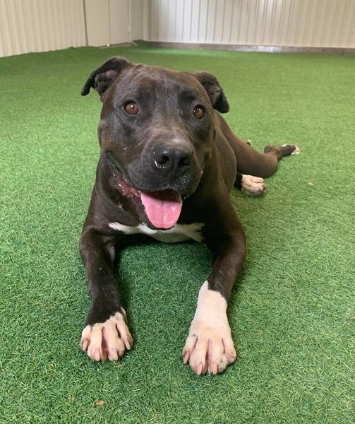 Sweetie, an adoptable Pit Bull Terrier, American Staffordshire Terrier in San Angelo , TX, 76904 | Photo Image 5