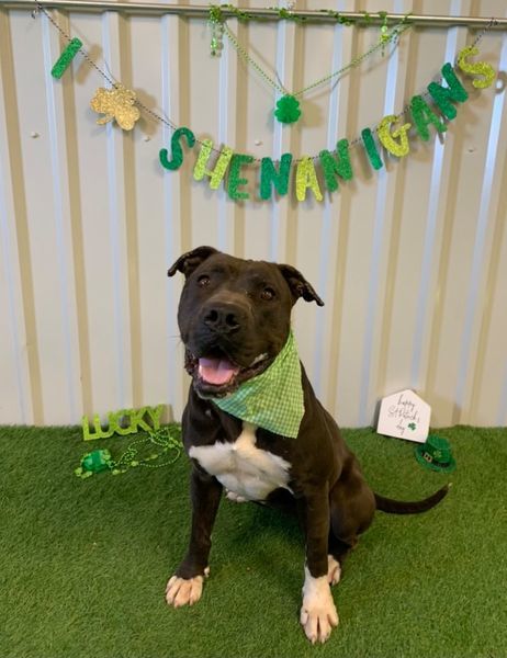 Sweetie, an adoptable Pit Bull Terrier, American Staffordshire Terrier in San Angelo , TX, 76904 | Photo Image 6