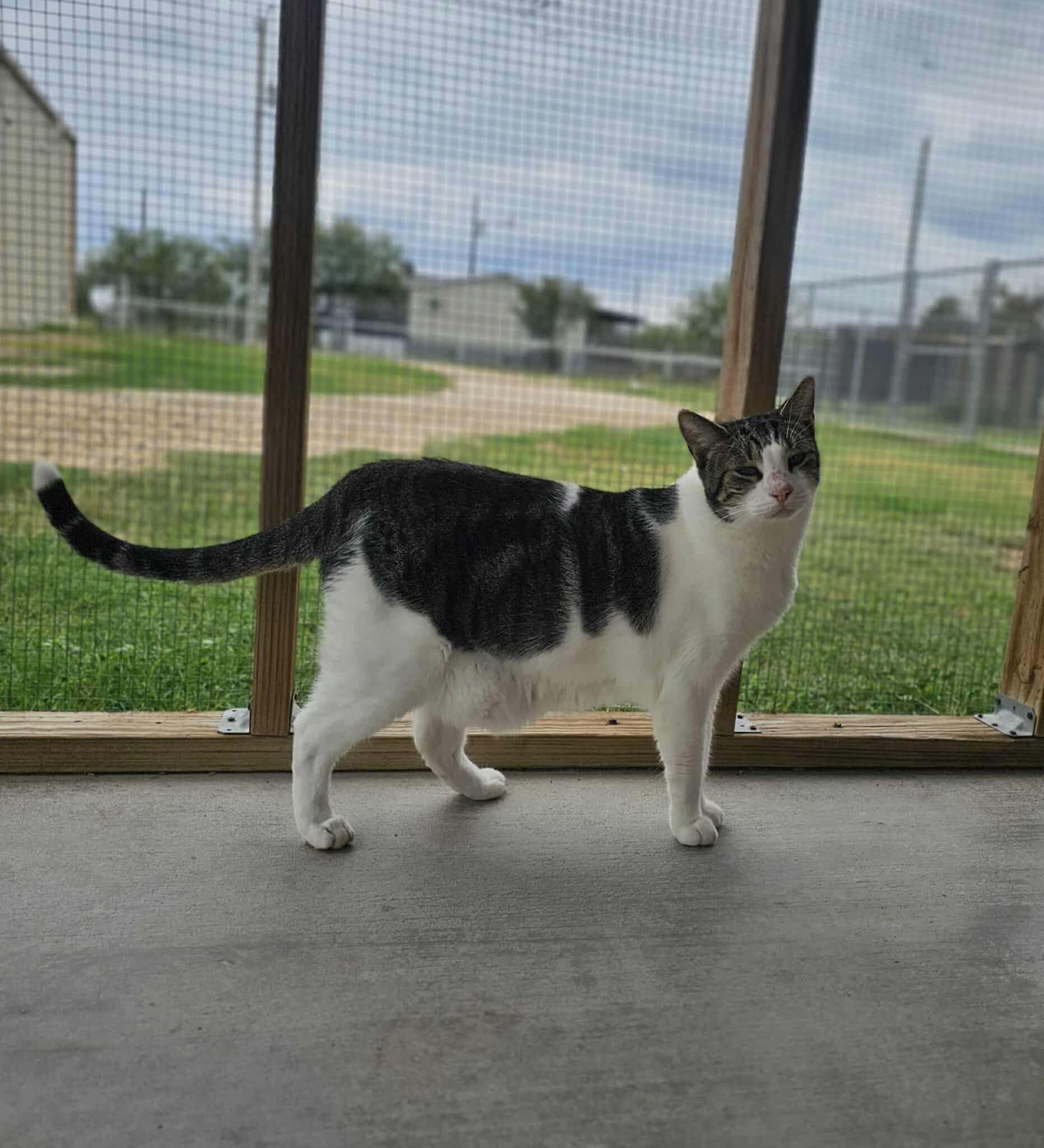 Zeus, an adoptable Domestic Short Hair in San Angelo , TX, 76904 | Photo Image 1