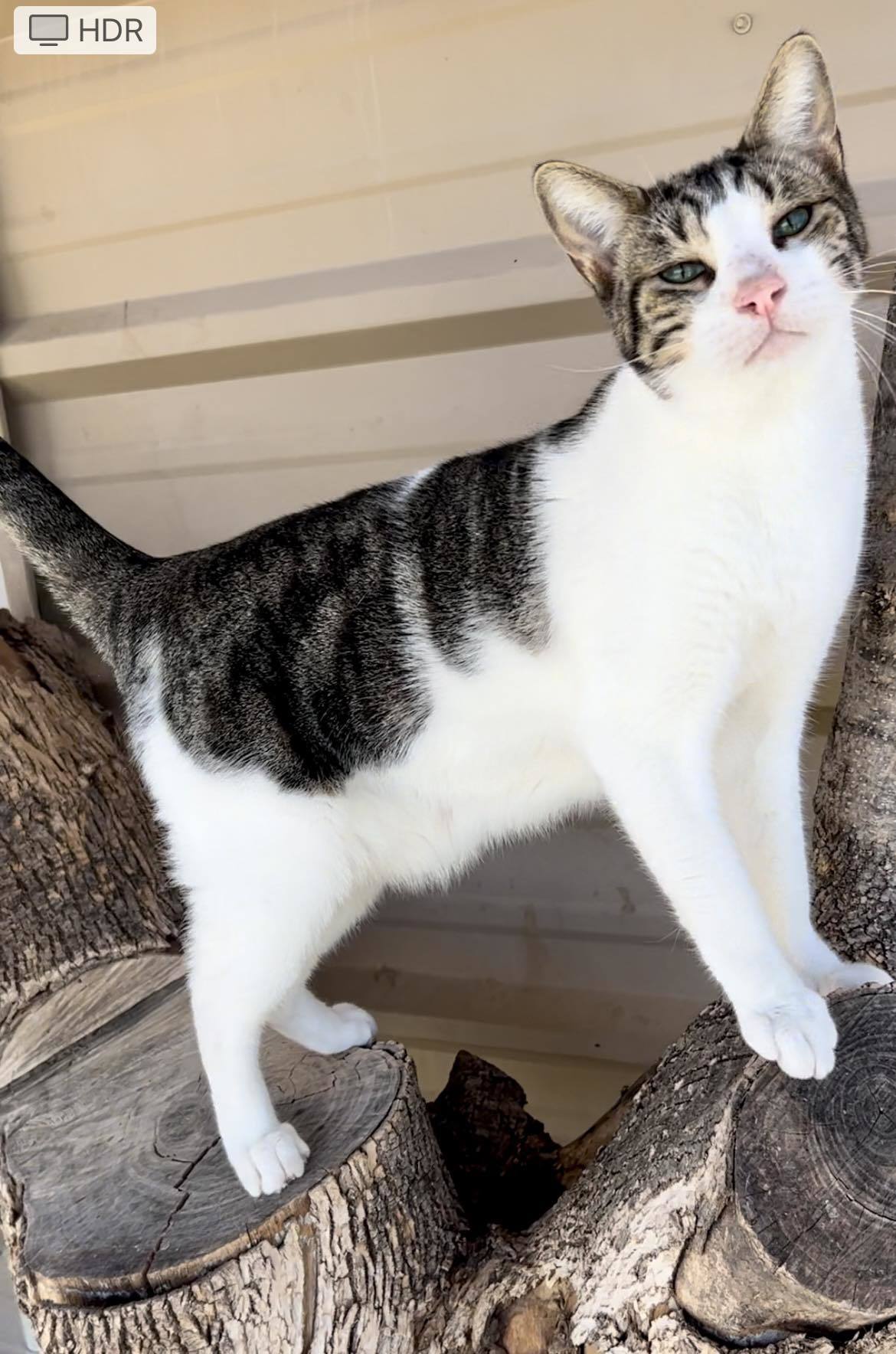 Zeus, an adoptable Domestic Short Hair in San Angelo , TX, 76904 | Photo Image 3