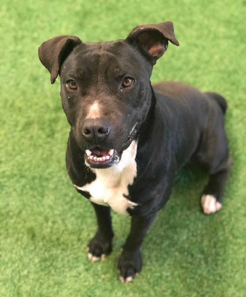 Ozzy, an adoptable Pit Bull Terrier, American Staffordshire Terrier in San Angelo , TX, 76904 | Photo Image 1