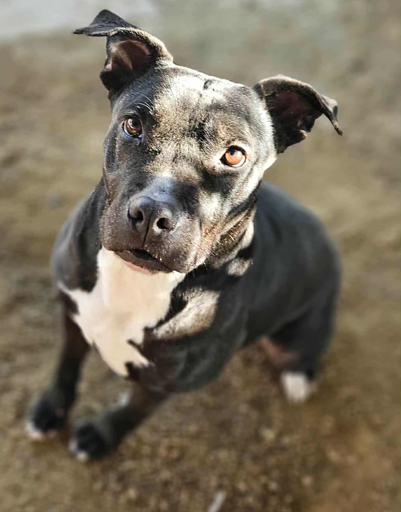 Ozzy, an adoptable Pit Bull Terrier, American Staffordshire Terrier in San Angelo , TX, 76904 | Photo Image 1