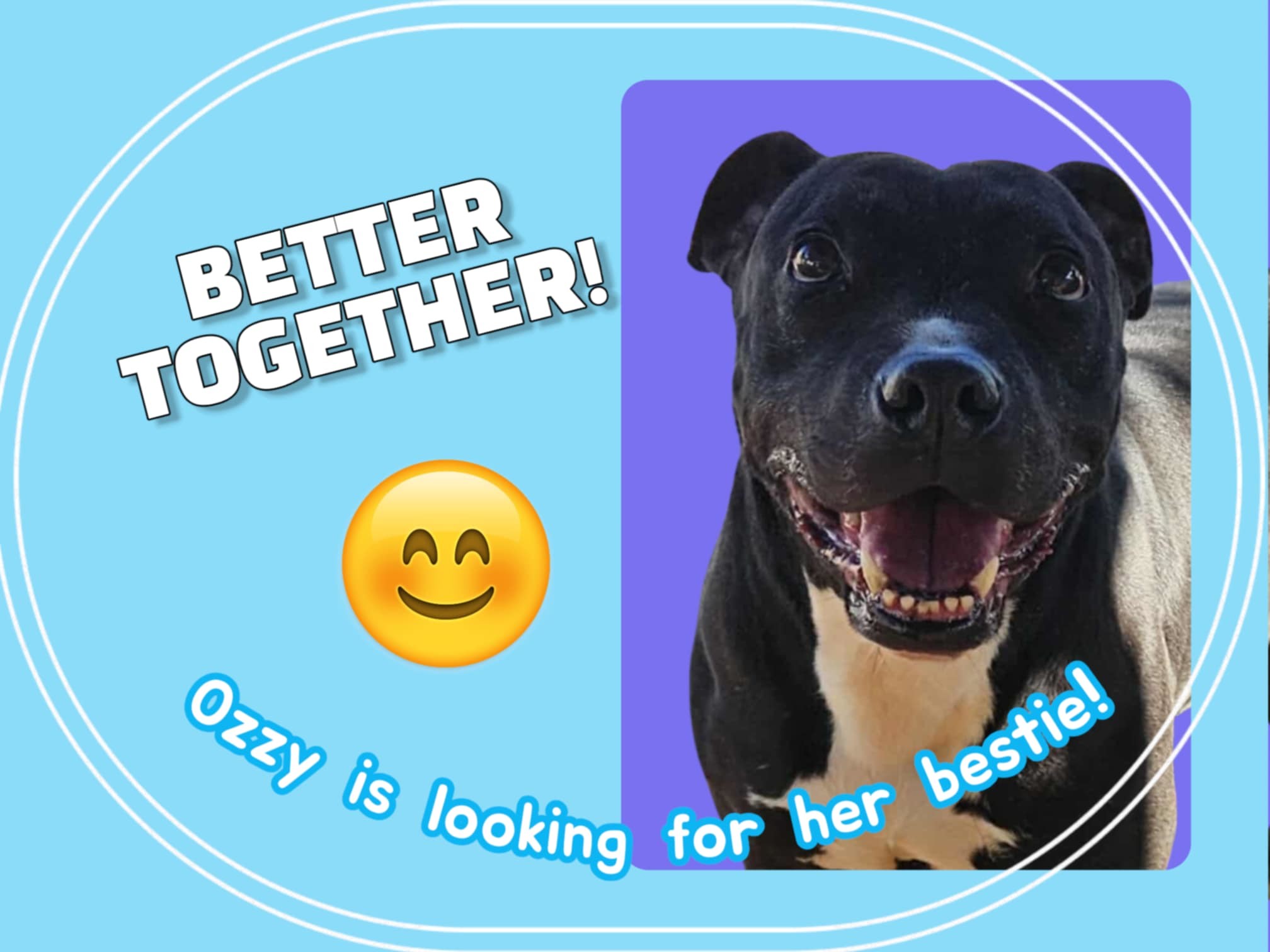 Ozzy, an adoptable Pit Bull Terrier, American Staffordshire Terrier in San Angelo , TX, 76904 | Photo Image 2