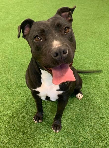 Ozzy, an adoptable Pit Bull Terrier, American Staffordshire Terrier in San Angelo , TX, 76904 | Photo Image 4