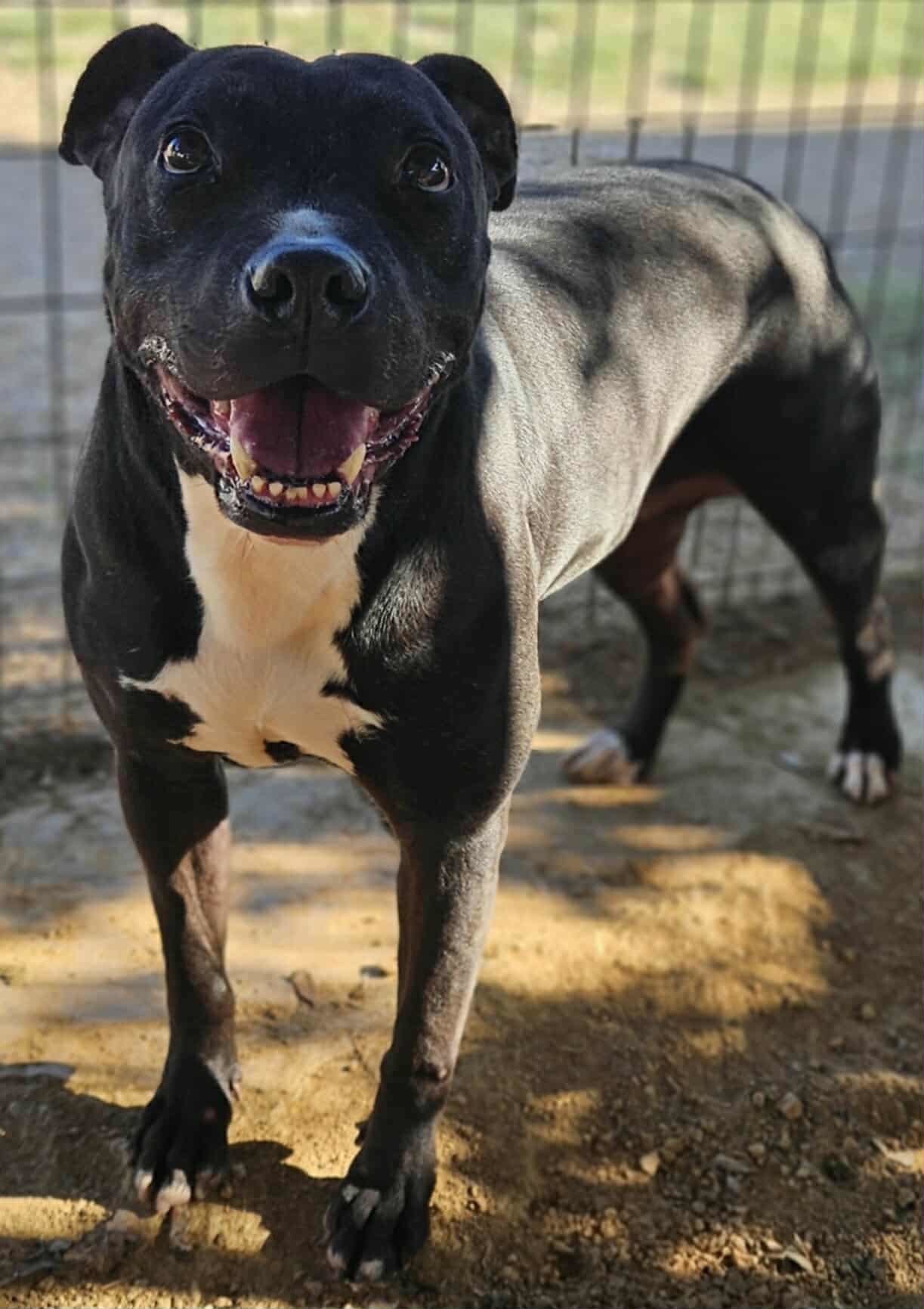 Ozzy, an adoptable Pit Bull Terrier, American Staffordshire Terrier in San Angelo , TX, 76904 | Photo Image 4