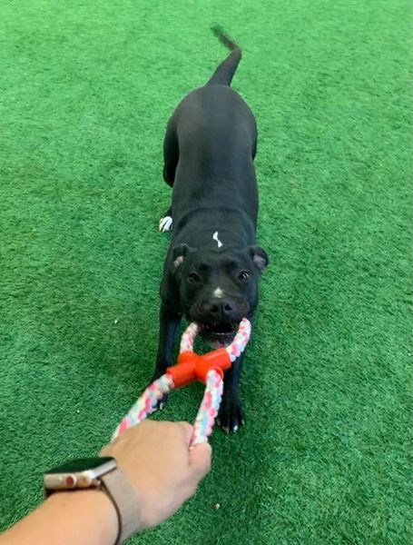 Ozzy, an adoptable Pit Bull Terrier, American Staffordshire Terrier in San Angelo , TX, 76904 | Photo Image 5