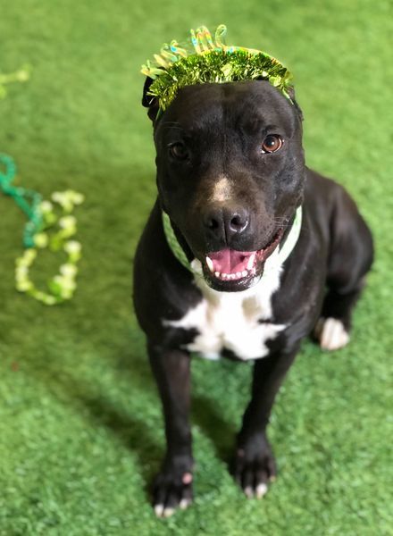 Ozzy, an adoptable Pit Bull Terrier, American Staffordshire Terrier in San Angelo , TX, 76904 | Photo Image 6