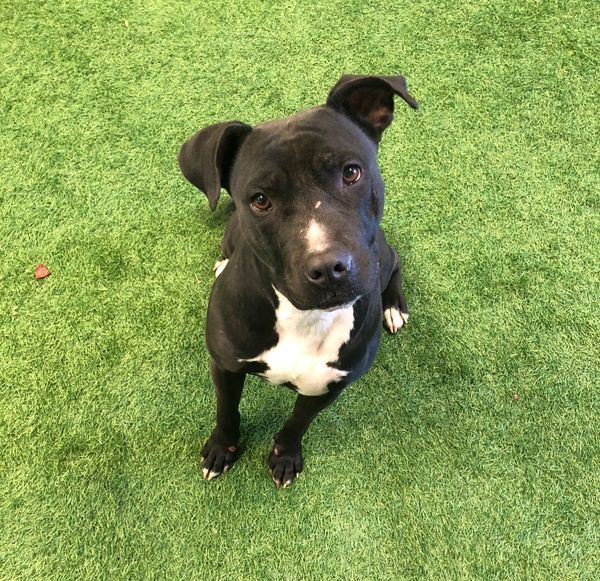 Ozzy, an adoptable Pit Bull Terrier, American Staffordshire Terrier in San Angelo , TX, 76904 | Photo Image 6